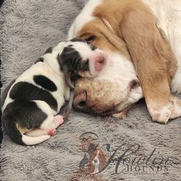 Ivy - Blue tan and white female Basset Hound puppy in Surprise, Arizona from Howlin Hounds