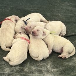 Boy 5 - Light golden male Golden Retriever puppy in East Hartford, Connecticut from Cherry Hollow Goldens