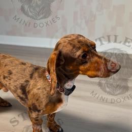 Enslow - Dachshund
