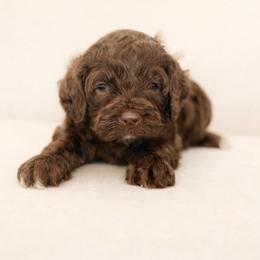 Nutella - Brown male Cockapoo puppy in Santa Barbara, California from K+C Doodles