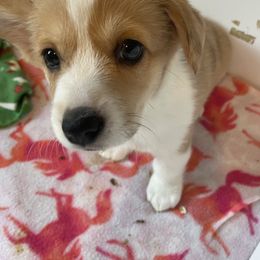 American Corgi and Pembroke Welsh Corgi Puppies from Blue Creek Corgis