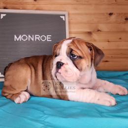 Monroe - Red and white female Bulldog puppy in Hillsdale County, Michigan from KZ Bullies LLC