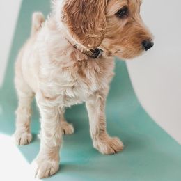 Goldendoodle, Labradoodle, and Poodle Puppies from Noble Friend Breeders LLC