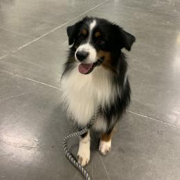 Onyx - Black tri male Miniature American Shepherd puppy in Meadows Of Dan, Virginia from Nashira