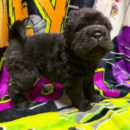 Pepper - Black male Chinese Shar-Pei puppy in Lenoir, North Carolina from Pei-tato Chips