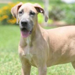 Great Danes from Madison’s Great Danes