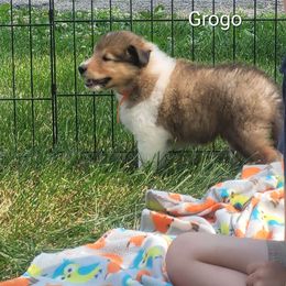 Collie Puppies from Jamie Jamie Andersen Andersen