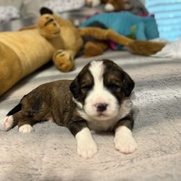Josiah - Brown and white male Bernedoodle puppy in Thomasville, North Carolina from Beitzel Babies