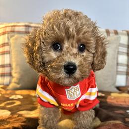 Poodles and Shih Tzus from PureBreedsKC