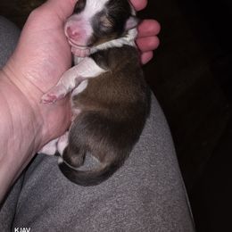 Boy 1 - Sable and white male Shetland Sheepdog puppy in Greenfield, Ohio from Kayla's Shelties