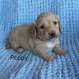 Poppy - Cream female Dachshund puppy in Janesville, California from Elysian Creek Doxies