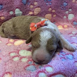 Goldendoodle puppies from TrueLine kennels