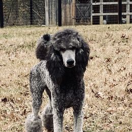 Archie - Poodle
