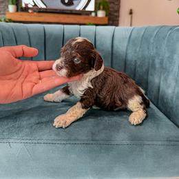 Bernedoodle, Cavapoo, Cavapoochon, Goldendoodle, Poodle, and Yorkipoo Puppies from Anchor Dogs
