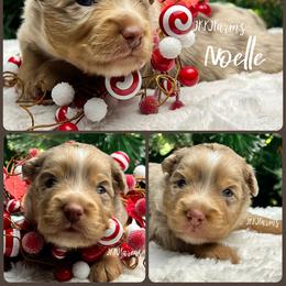 (4) Noelle, RMF - Red merle female Miniature American Shepherd puppy in Huntington, Texas from JKKJ Farms