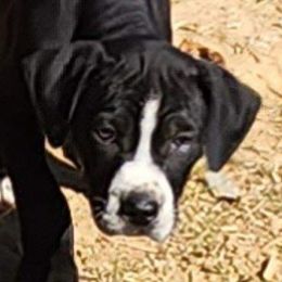 Boy 2 - Black Catahoula Leopard Dog puppy in Kentucky from Bluegrass Catahoulas