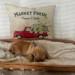 Blue Collar Male - Yellow male Labrador Retriever puppy in Hurtsboro, Alabama from PARK’s Family Farm