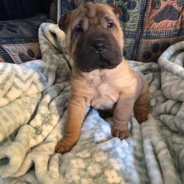 Chinese Shar-Pei Puppies from Bilderbear Shar-Pei