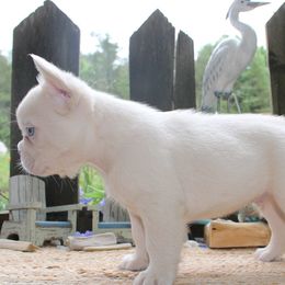French Bulldog Puppies from Fren She Kisses