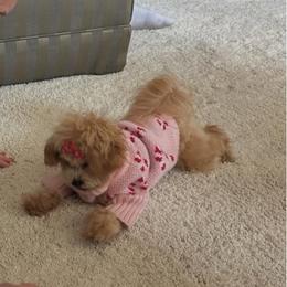 Maltese and Maltipoo Puppies from PrissyPawz