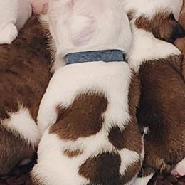 Stewie - Fawn and white male Bulldog puppy in Weedsport, New York from M&M Shelties and Smooch-A-Bulls English Bulldogs