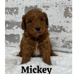 Mickey - Red  male Goldendoodle puppy in Nortonville, Kentucky from Deb’s KY Doodles