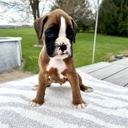 Finn - Fawn Boxer puppy in Cicero, New York from MK Boxer Haven of CNY