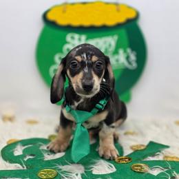 Bentley - Dapple male Dachshund puppy in Norwood, Missouri from Madra's Dashing Doxies