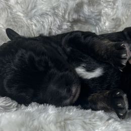 Bernedoodle Puppies from Jeanie’s Doodles