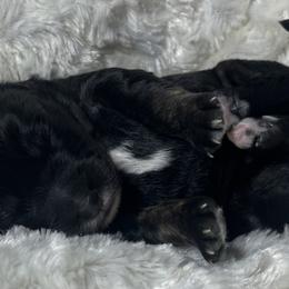 Bernedoodle Puppies from Jeanie’s Doodles