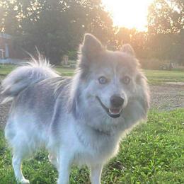 Storm - Silver female Pomsky puppy in Valparaiso, Indiana from Valparaiso Pomskys