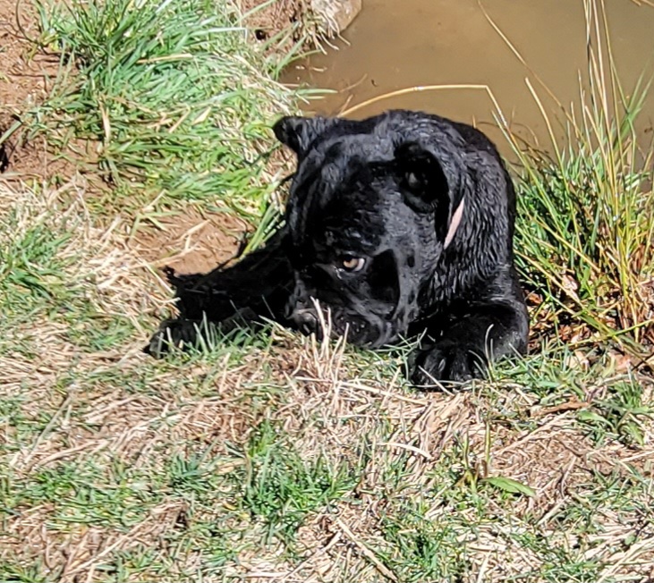 Cane Corso Puppies from Hardradas Dynasty Cane Corso
