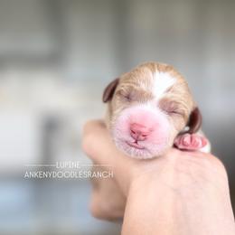 LUPINE - Parti male Goldendoodle puppy in Independence, Oregon from ANKENY DOODLES