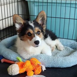 Dru Sr. - Pembroke Welsh Corgi
