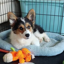 Dru Sr. - Pembroke Welsh Corgi