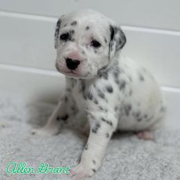 Allen Grant -Green collar - White and black male Dalmatian puppy in Whitwell, Tennessee from Rock a Dalmatian “RockADal”