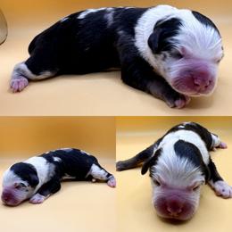 Blue Merle male 2 - Blue merle male Miniature Australian Shepherd puppy in Brooker, Florida from Honey, I Shrunk the Aussies