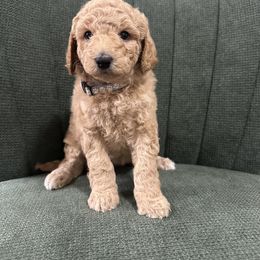 Goldendoodle Puppies from Southern Grace Acres