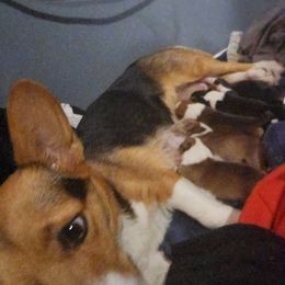 Bonnie - Cardigan Welsh Corgi