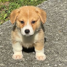 Thomas - Sable male Pembroke Welsh Corgi puppy in Apison, Tennessee from Ashmore Corgis