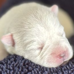 Cider - White female West Highland White Terrier puppy in Roper, North Carolina from SoundHaven Westies