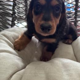Mina - Black and tan female Dachshund puppy in Tampa, Florida from EntityDachs