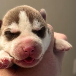F1 - Red and white female Siberian Husky puppy in Virginia from WJKennels