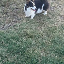 Tesla - Pembroke Welsh Corgi
