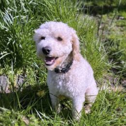 Riley - Australian Labradoodle