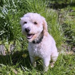 Riley - Australian Labradoodle