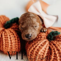 Girl 1 - Poodle puppy from Vegas Toy Poodles