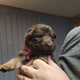 Pesto (Pink) - Liver female German Shepherd puppy in Garrett, Indiana from Devil-Dog Shepherds