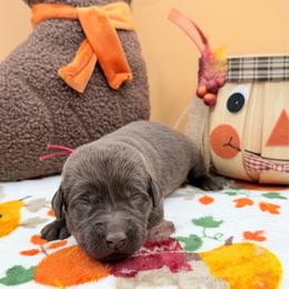 Red - Chocolate male Labrador Retriever puppy in Heath Springs, South Carolina from Rich Hill Retrievers