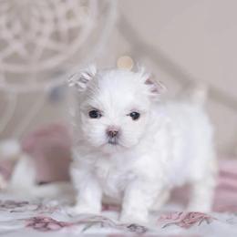Luna Snow Angel - White female Maltese puppy in Anza, California from Top Shepherd - Snow Angels Bichon Frisé, Maltise, toy Poodles.